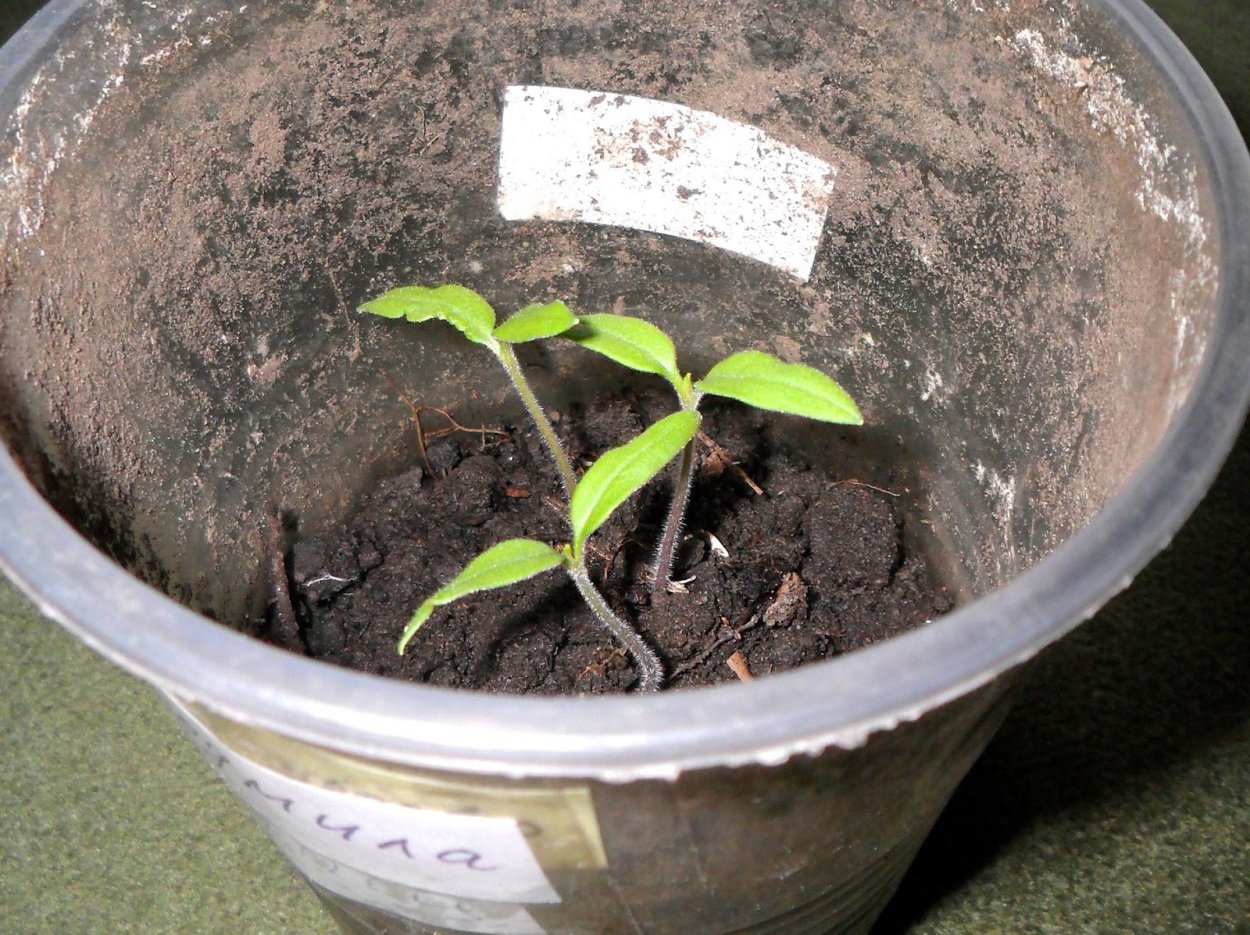 Росток рассады помидора