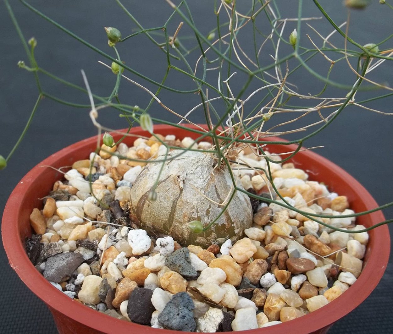 Суккулент gemengd