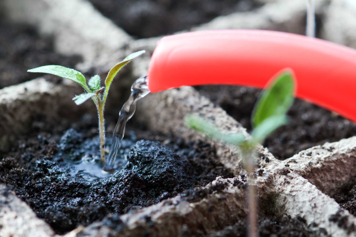 Полив помидорной рассады