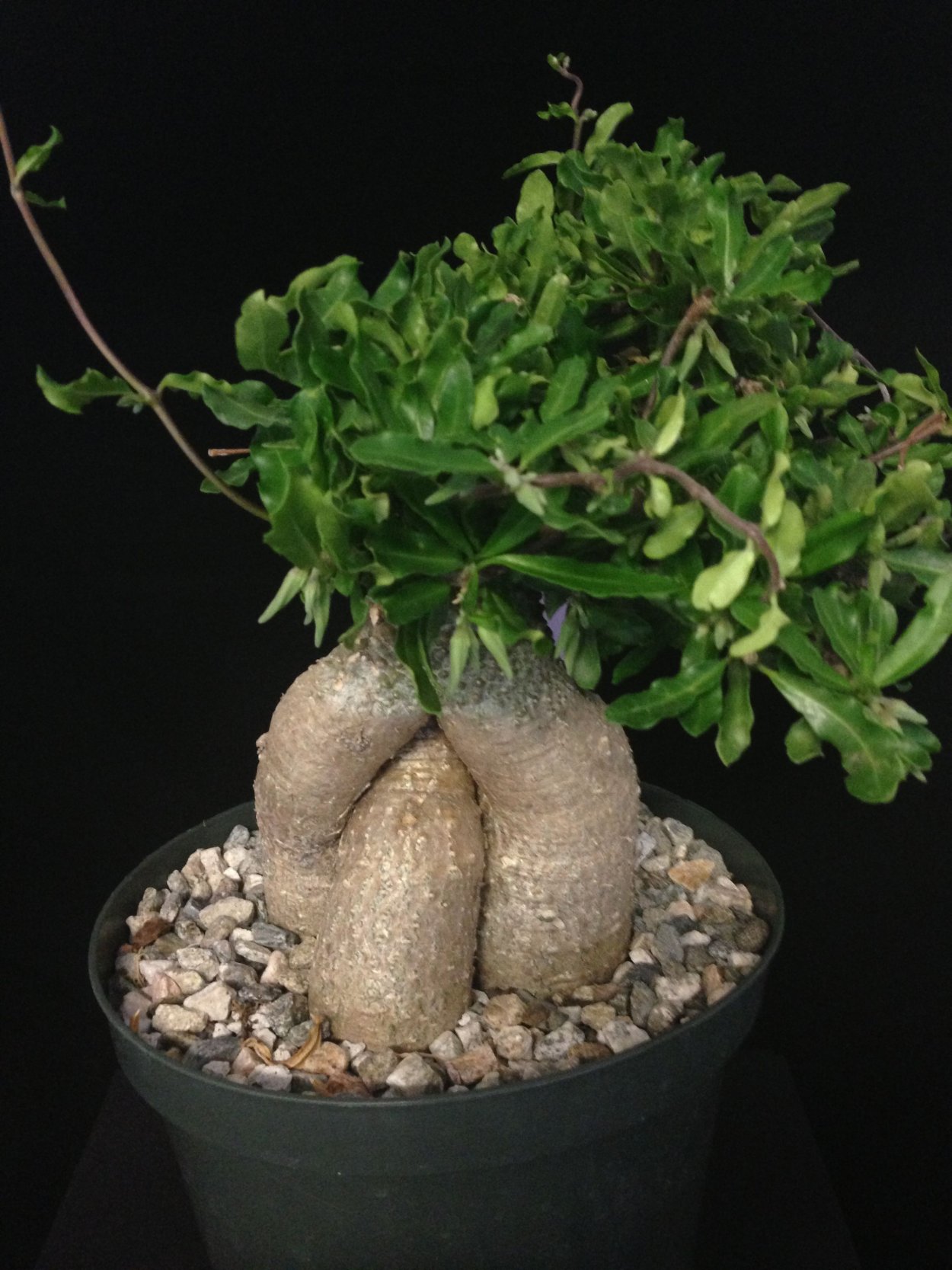 Суккулент в белом горшке