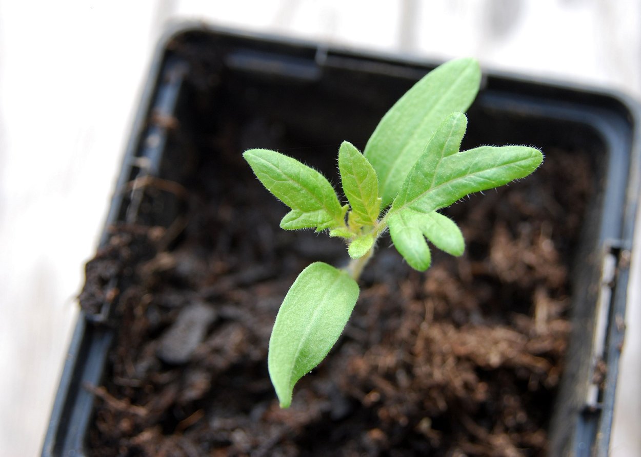 Росток помидорки