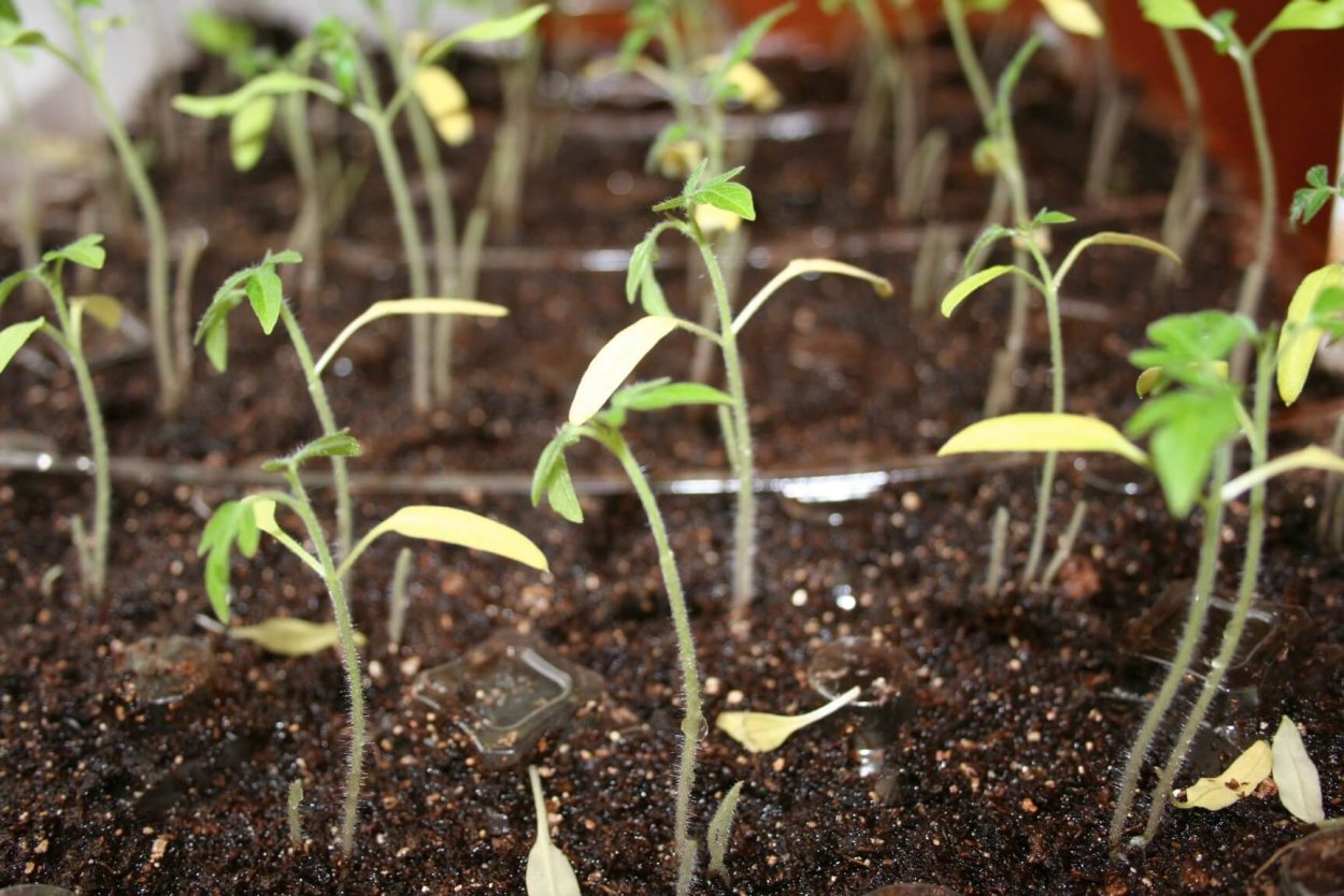 Трехнедельная рассада томатов