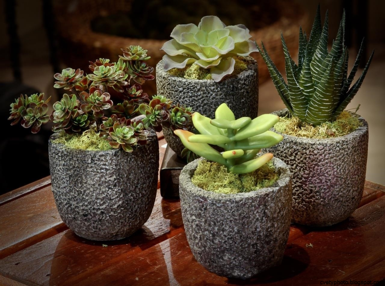 Эхеверия Рейнбоу размножение