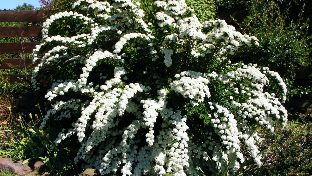 Спирея серая