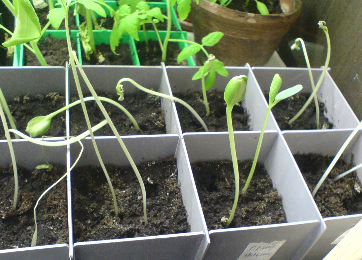 Томаты вытянулись