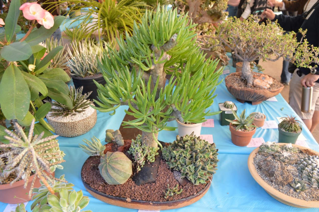 Дендрарий Суккуленты