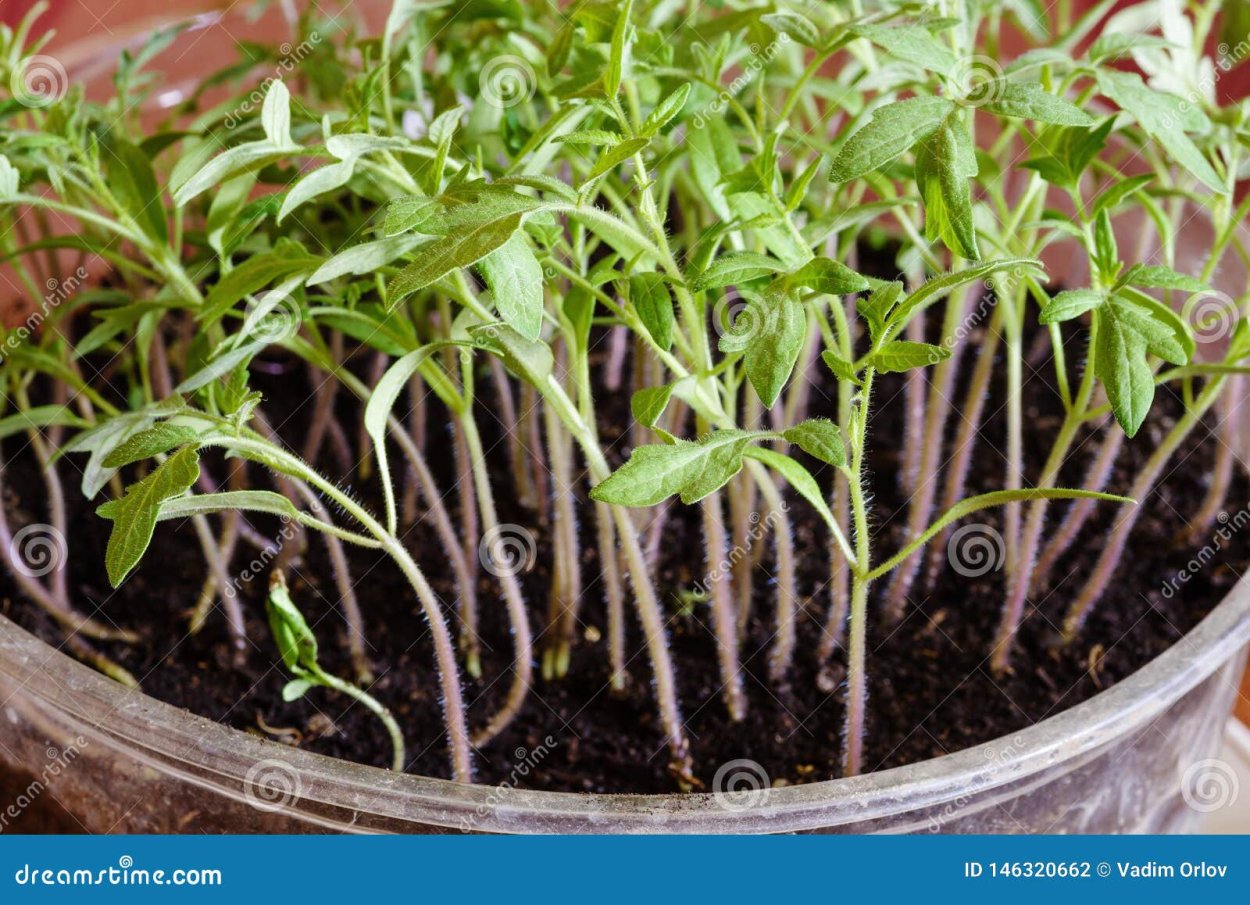 Росток помидора