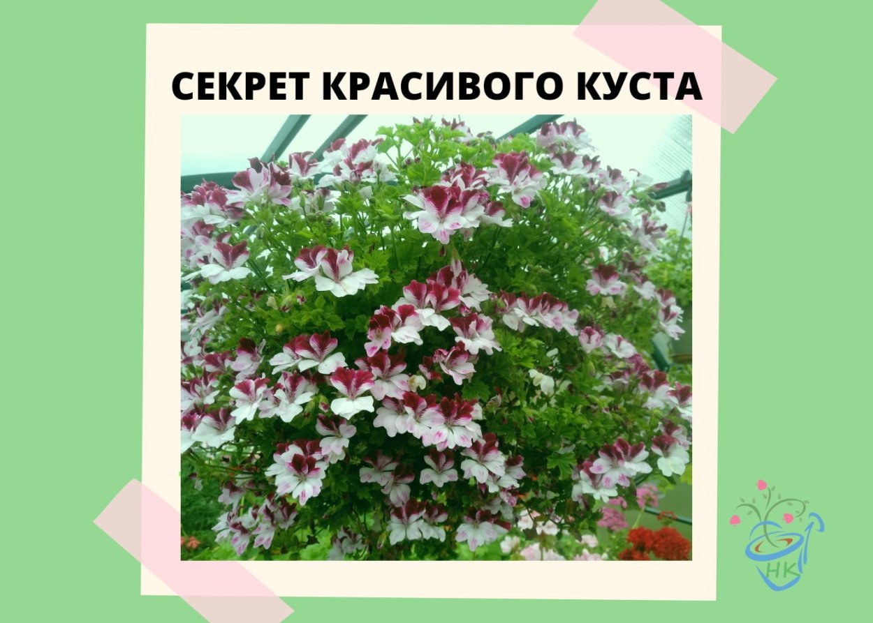 Монарда цветок многолетники