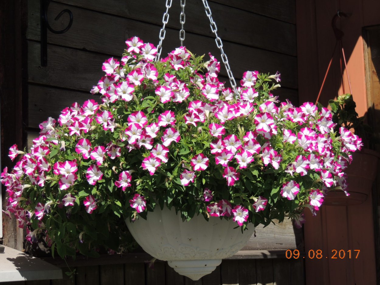 Петуния Cascadias Chaplin