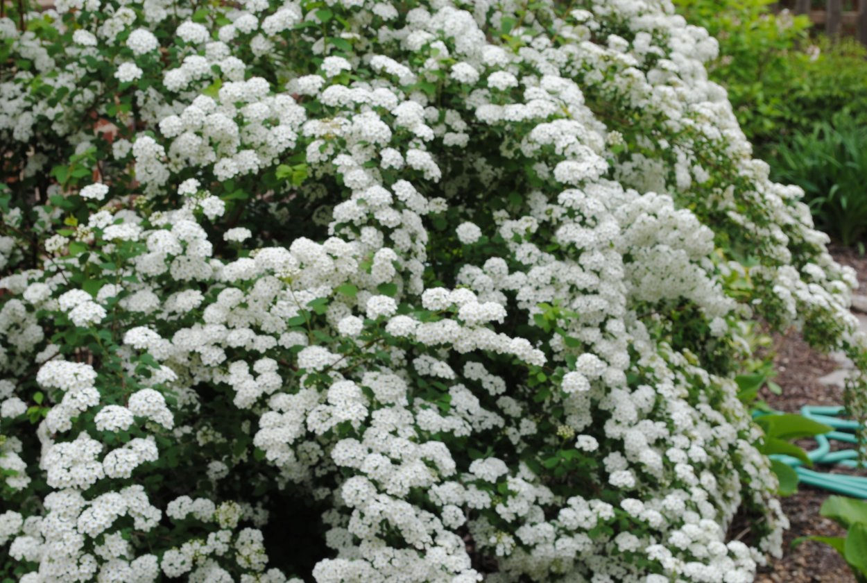 Спирея Калина бульденеж