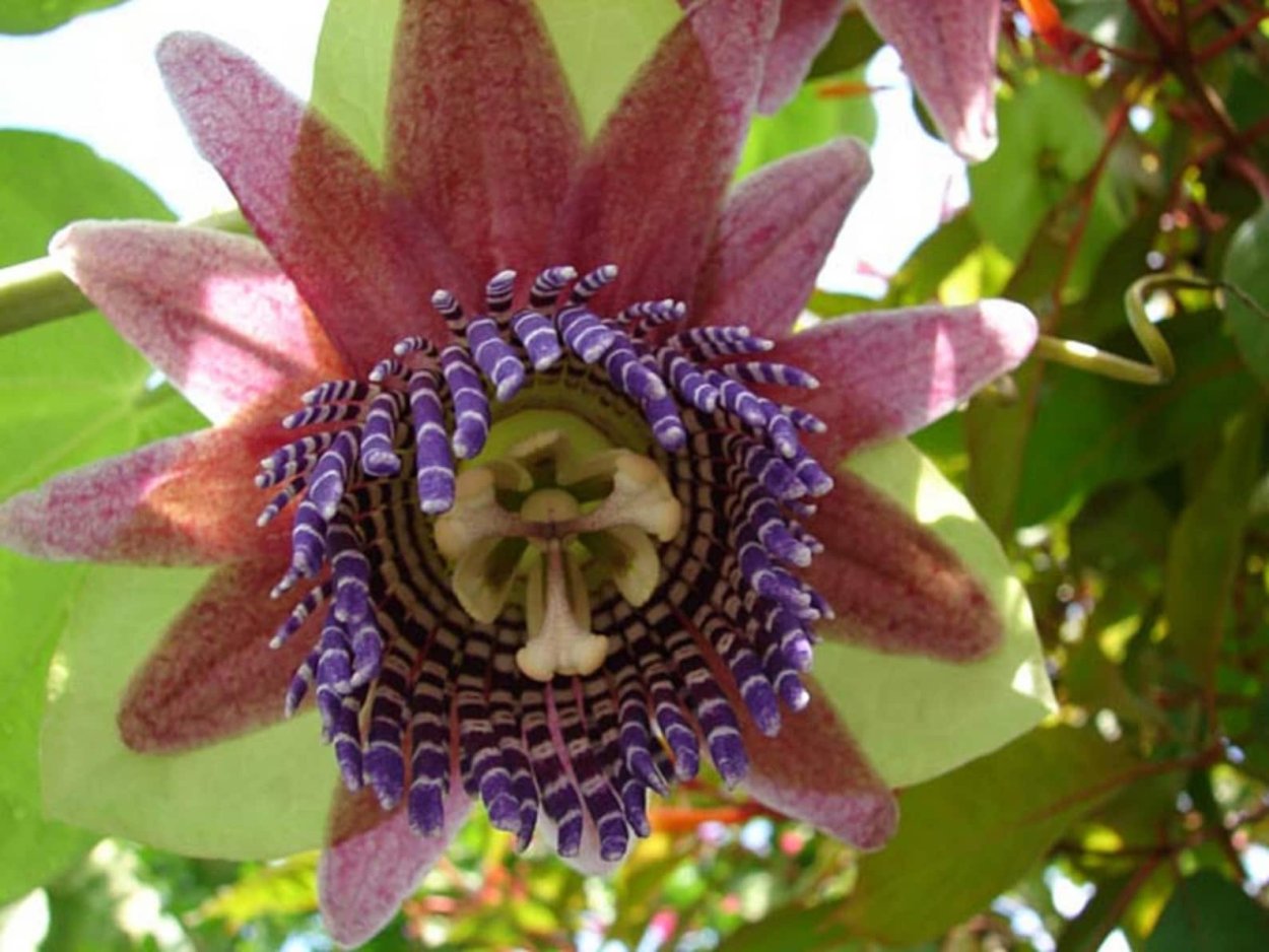 Цветок Пуйя Раймонда