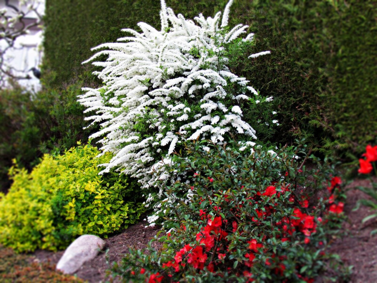 Теневыносливые зимостойкие многолетники