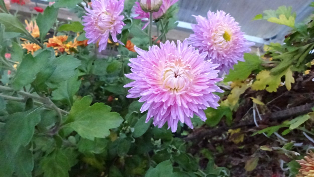 Хризантема Тайфун