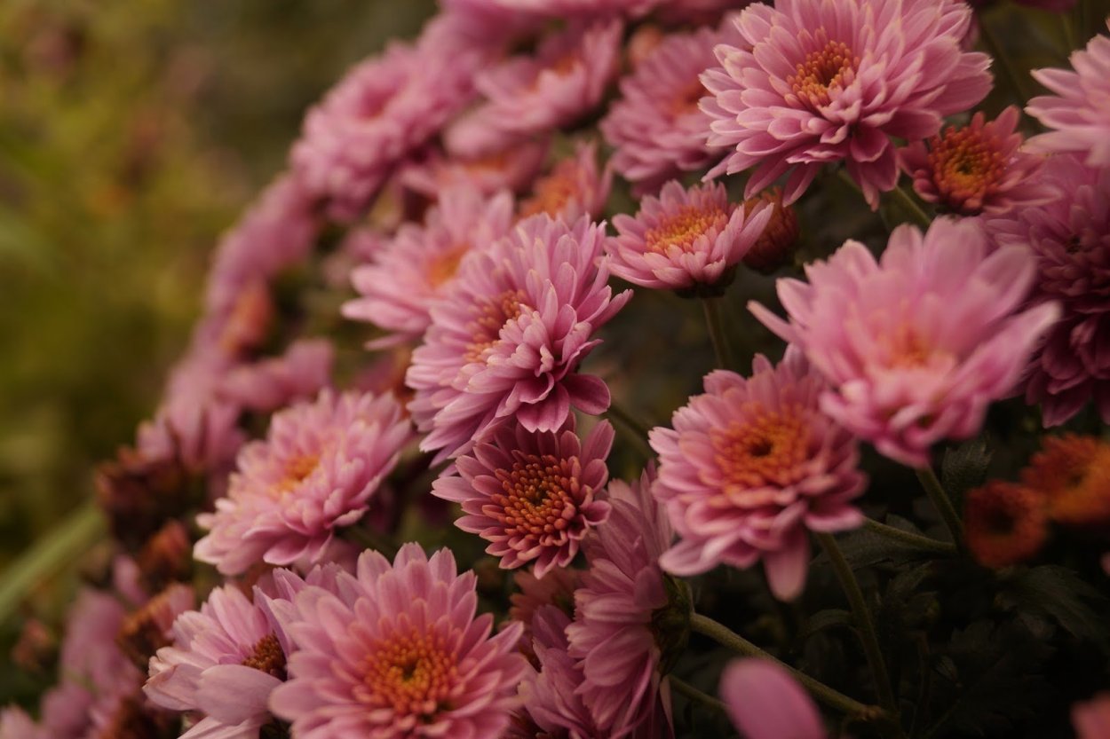 Хризантема корейская Элен Вайт