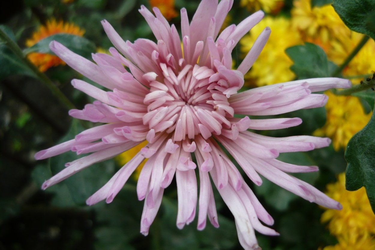 Хризантема сорт Линда