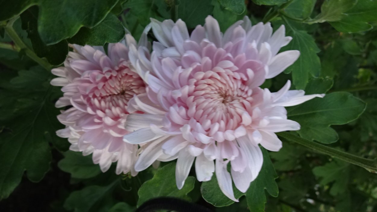 Хризантема Фуджи Роуз