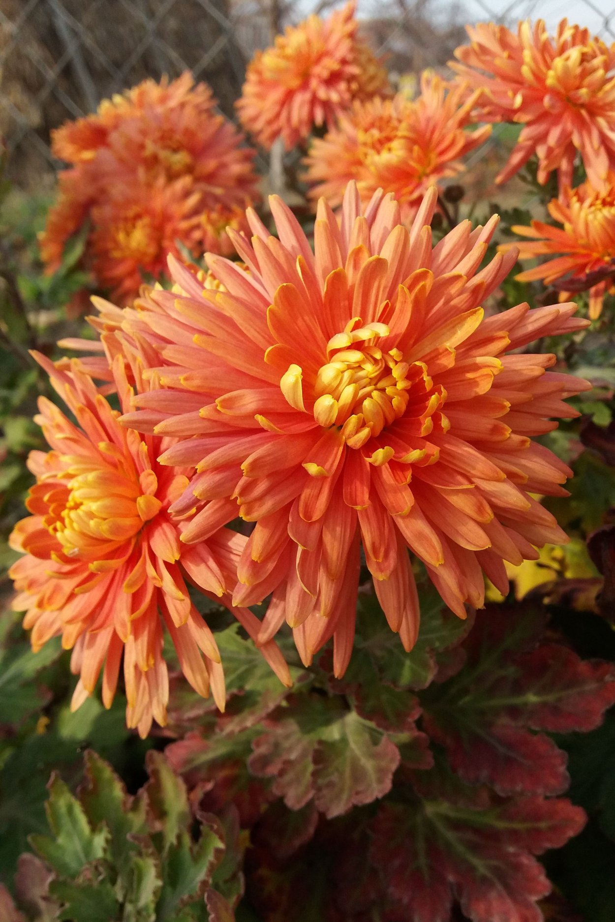 Хризантема корейская бузков Ёжик