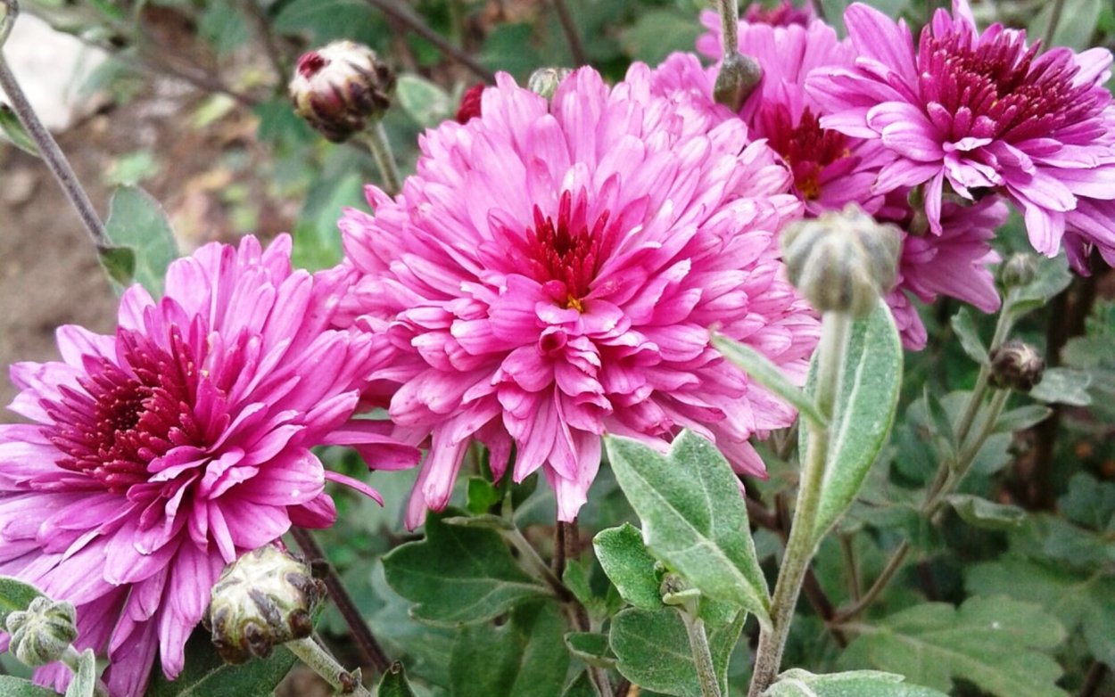 Хризантема мультифлора Линда Вайт