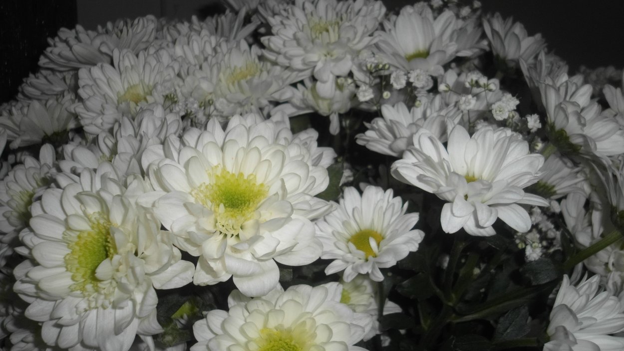 Линдас бэби георгин