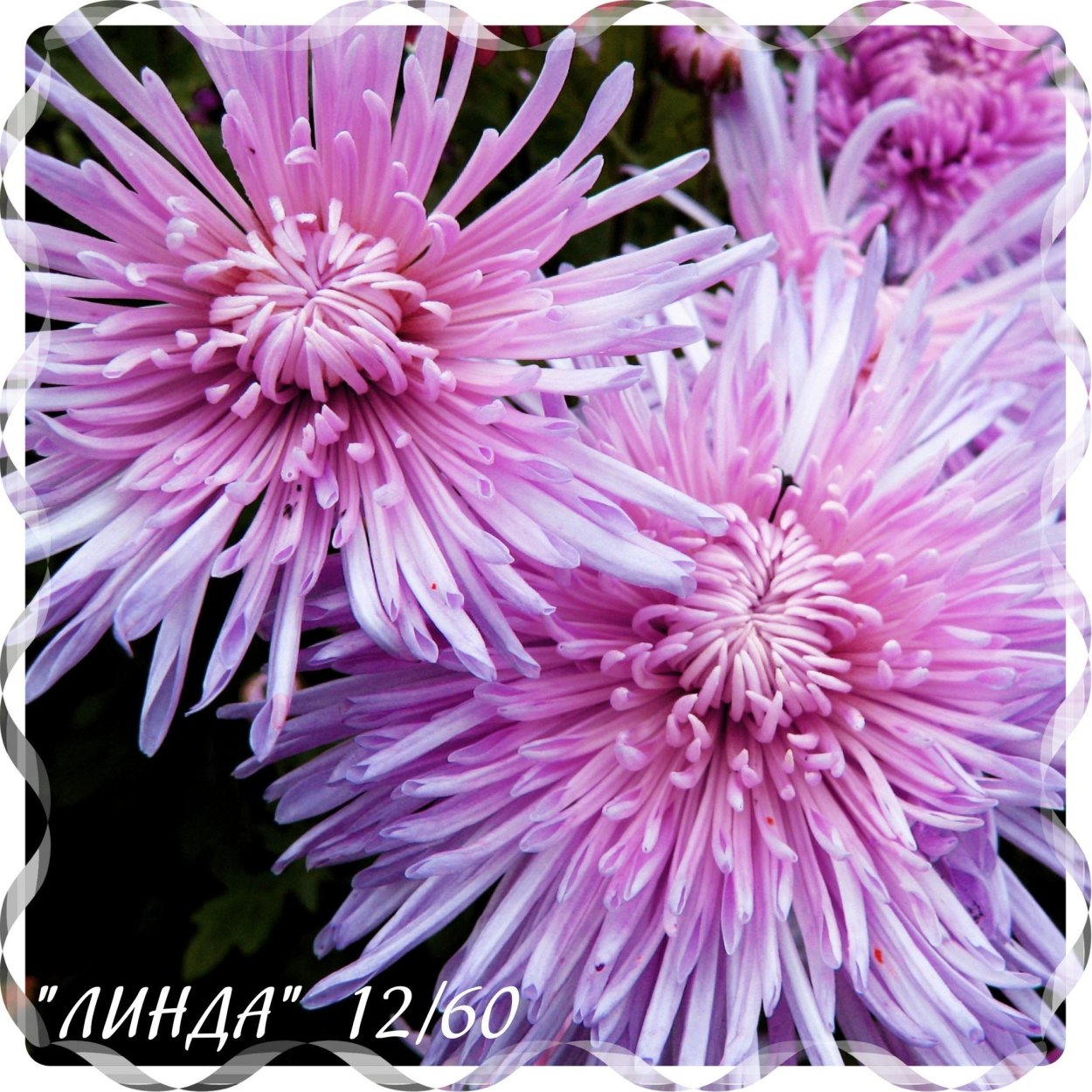 Хризантема новелла