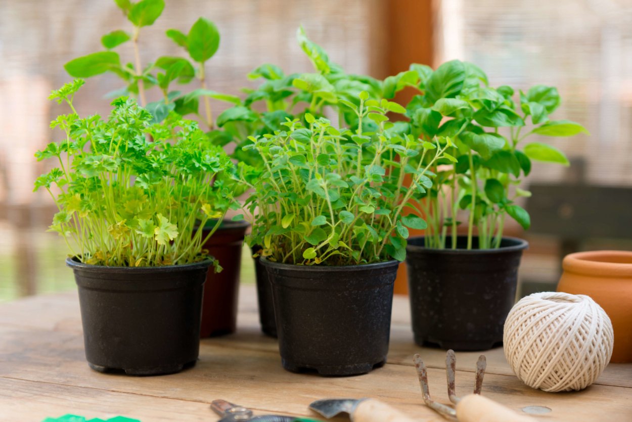 Растения отпугивающие насекомых