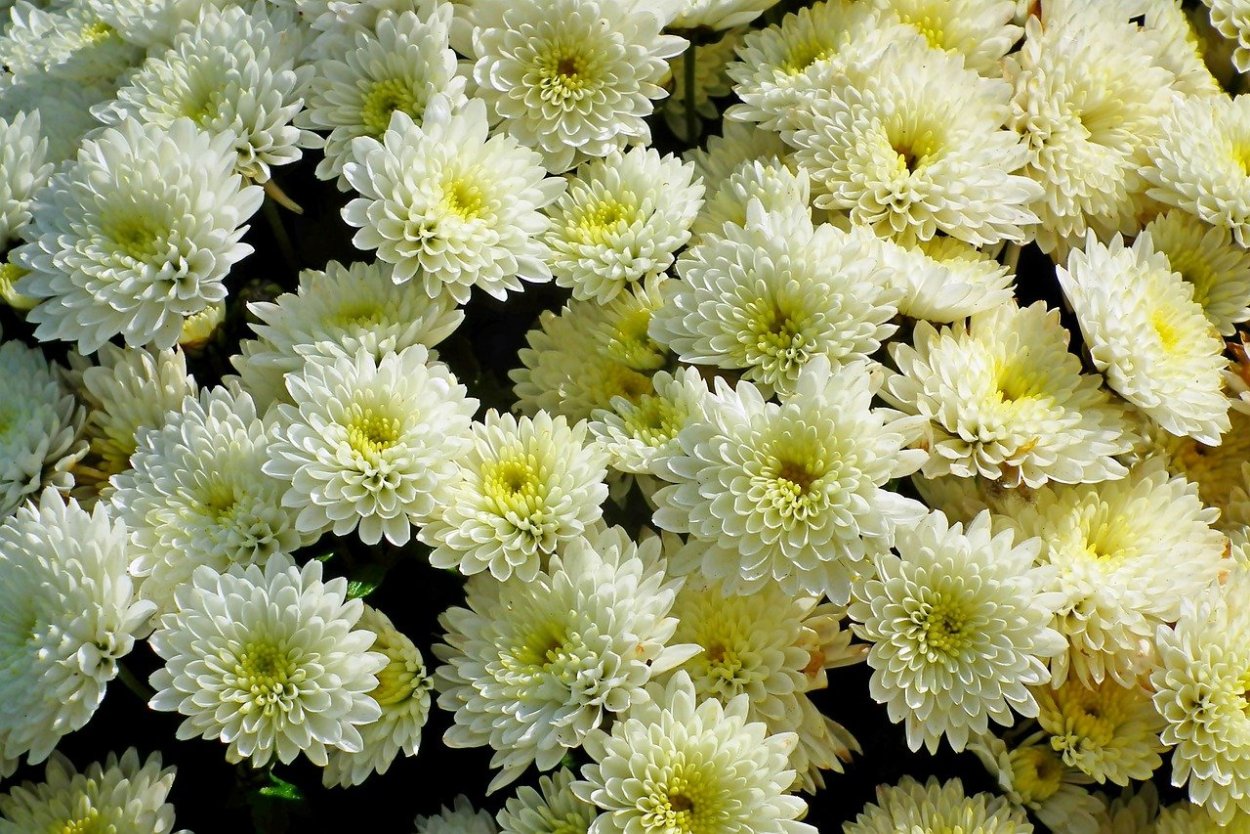 Хризантема корейская (Chrysanthemum koreanum