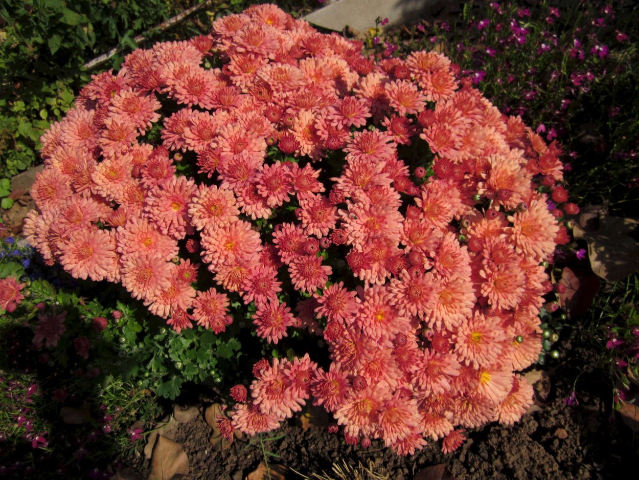 Хризантема корейская Линда высота куста