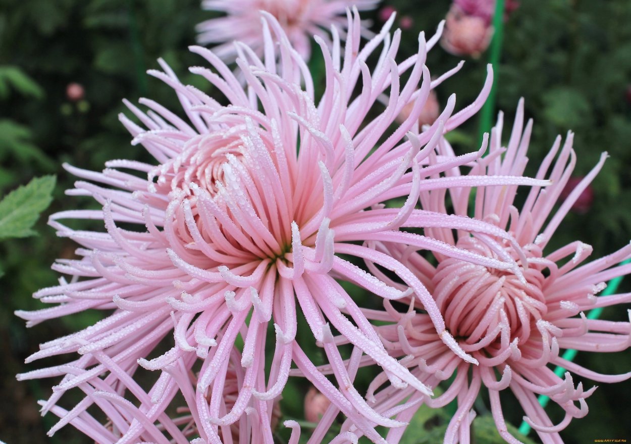 Хризантема корейская «hebe»