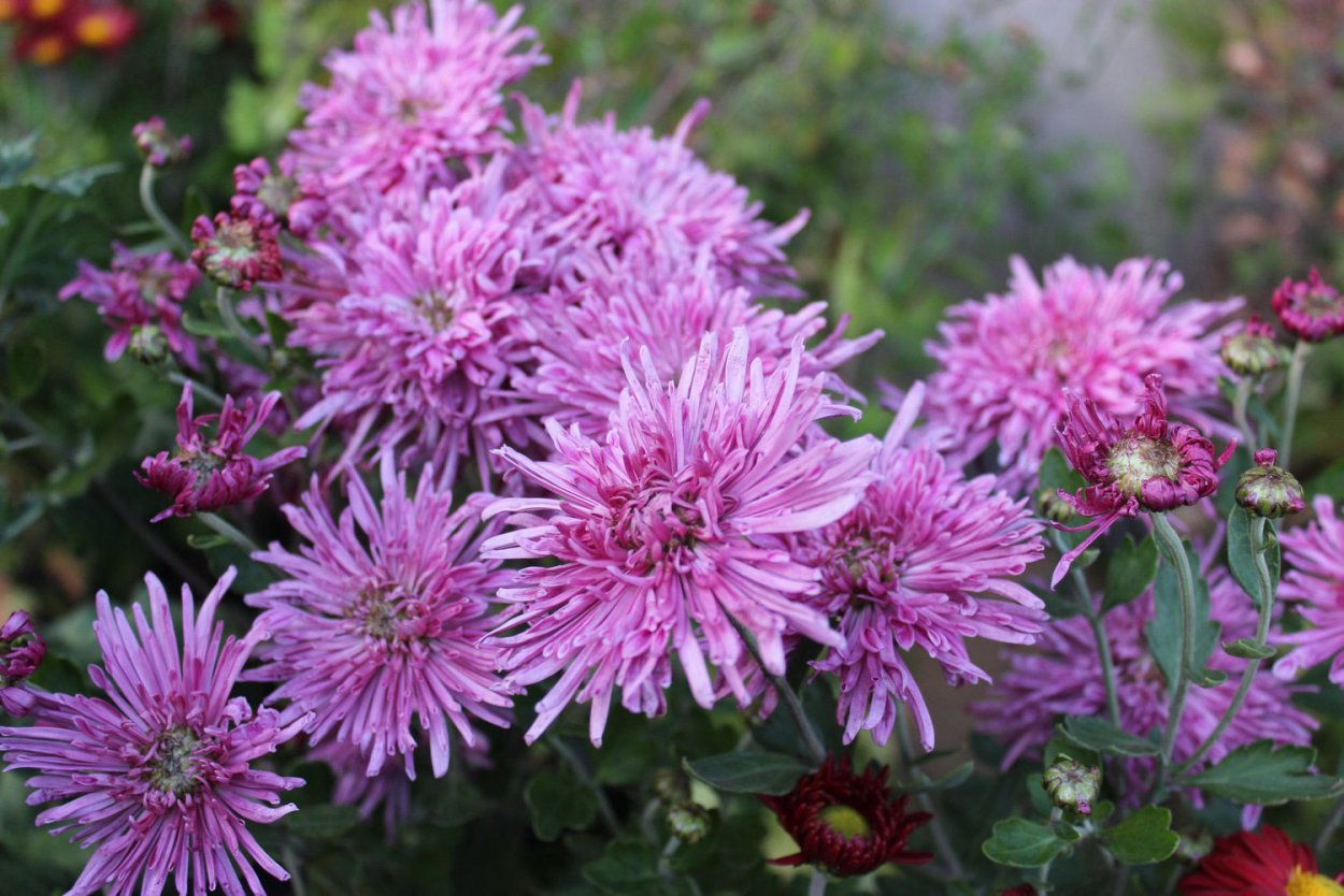 Хризантема корейская Книпскис