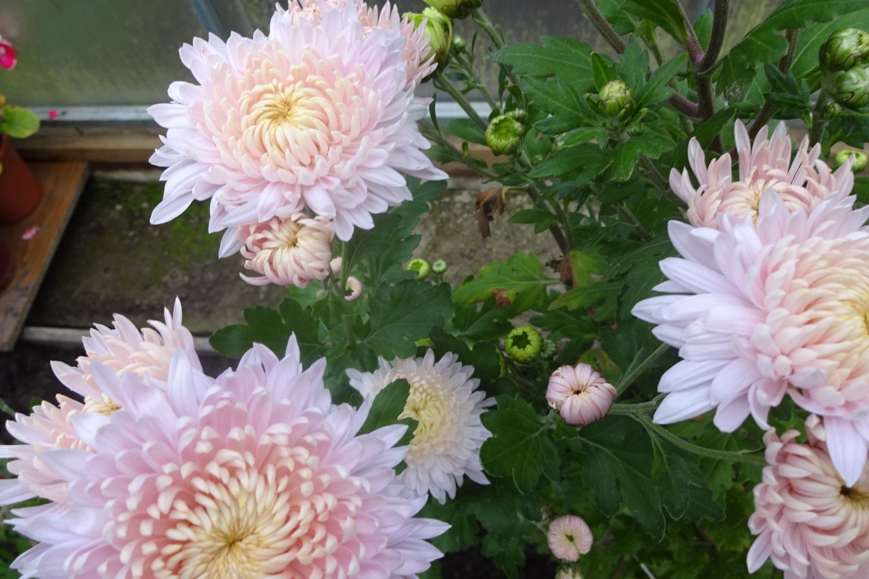 Хризантема кустовая селебрейт