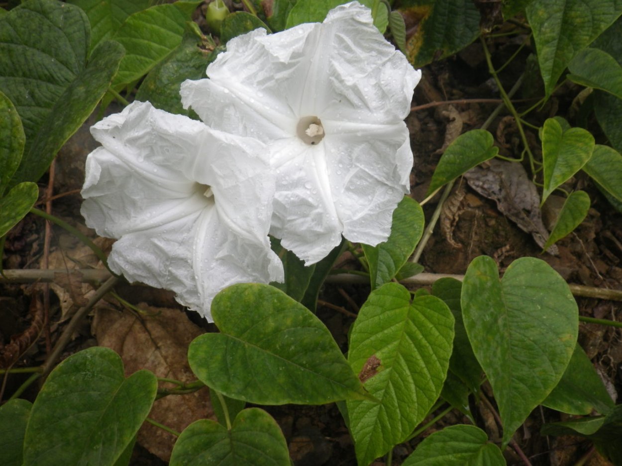 Растение Trevesia burckii