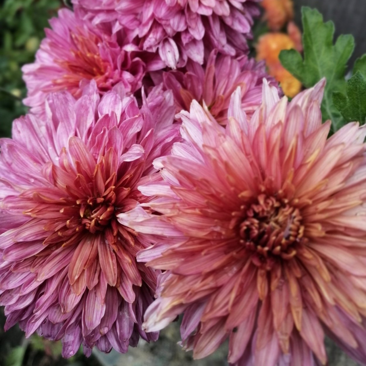 Хризантема корейская Резея