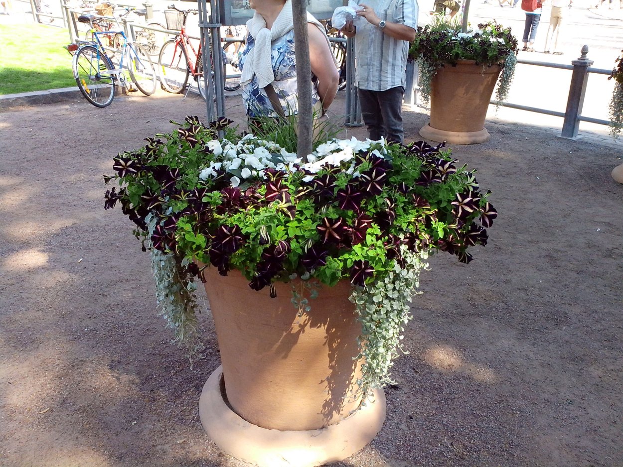 Петуния ампельная вертикальное Озеленение