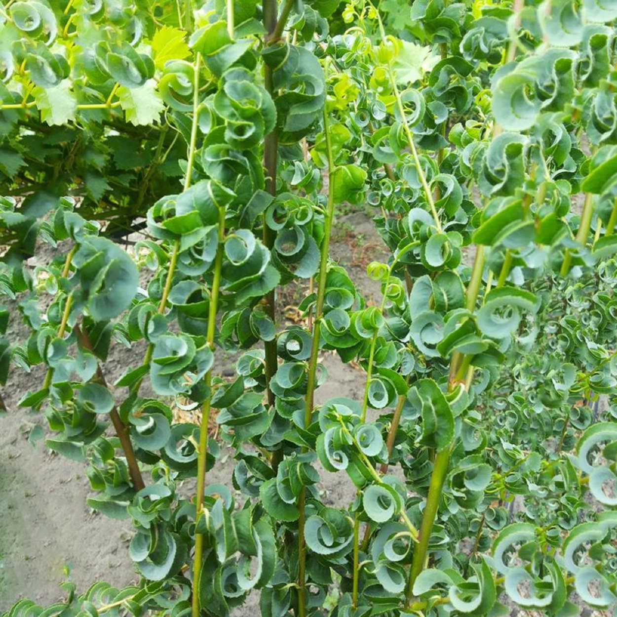 Колеусы и бальзамины