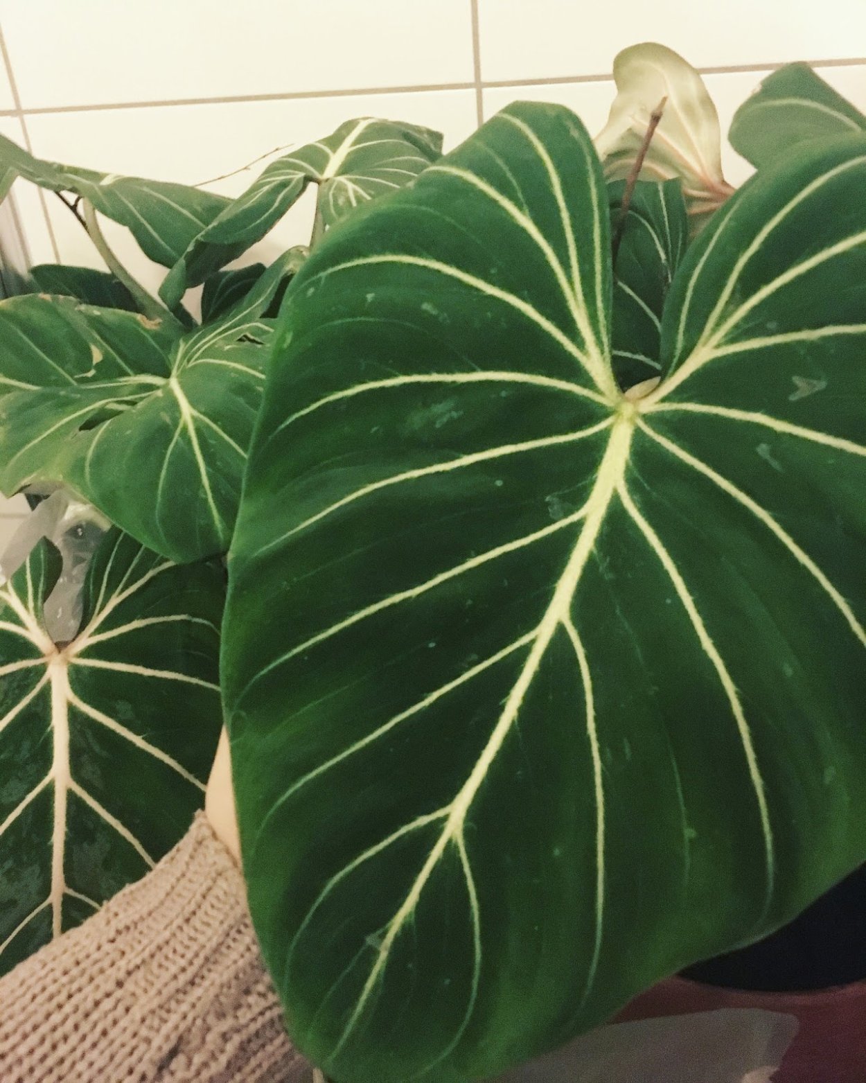 Глориоза роскошная