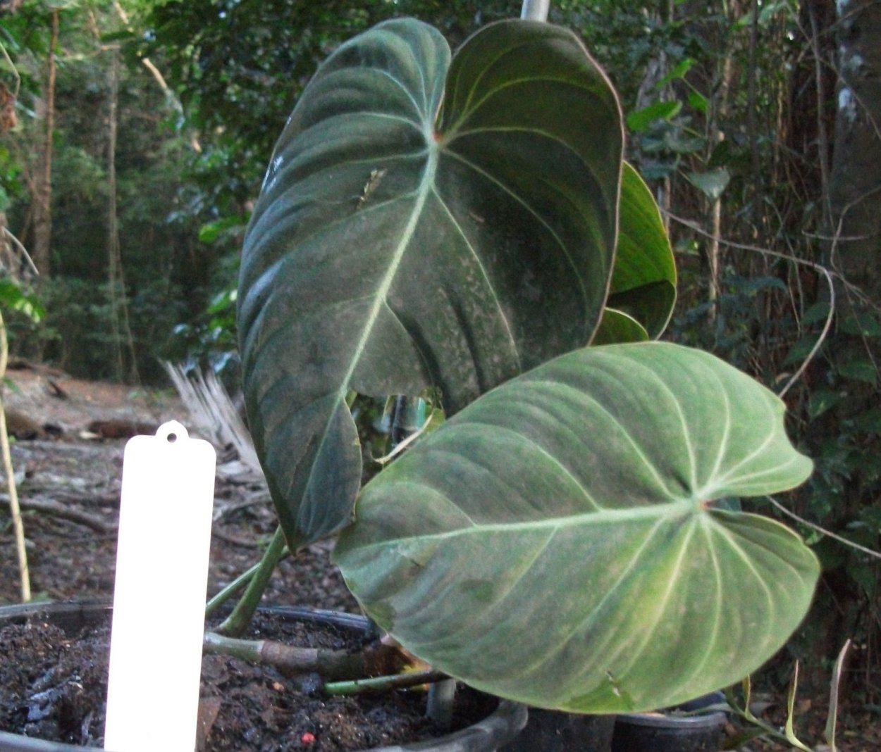 Филодендрон furcatum