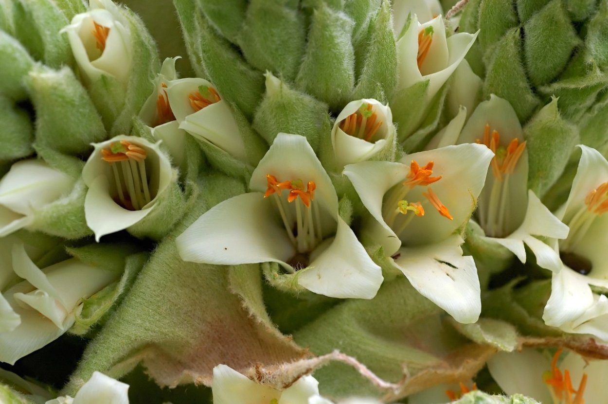 Синнингия bullata