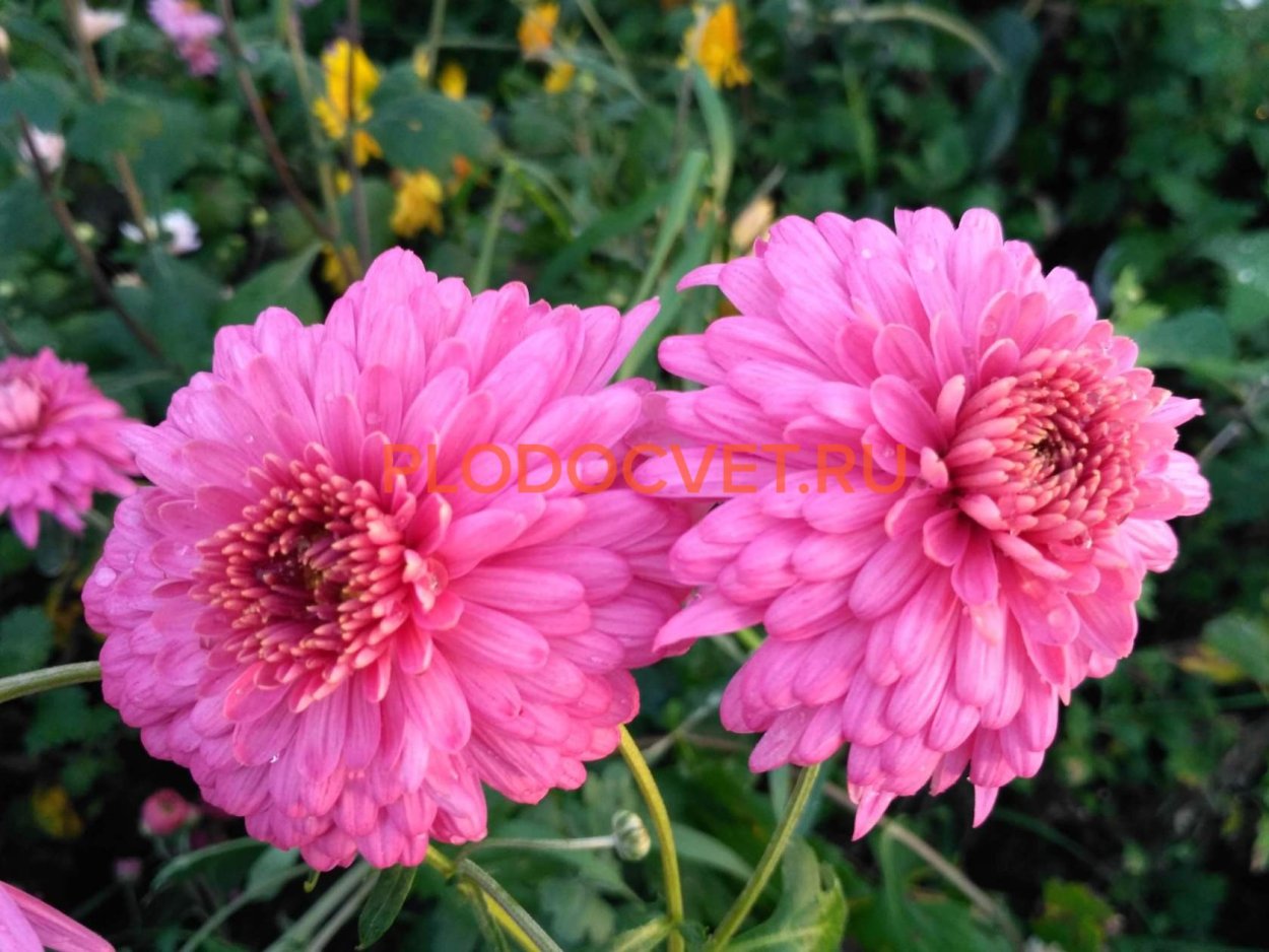 Хризантема корейская тайна амазонки