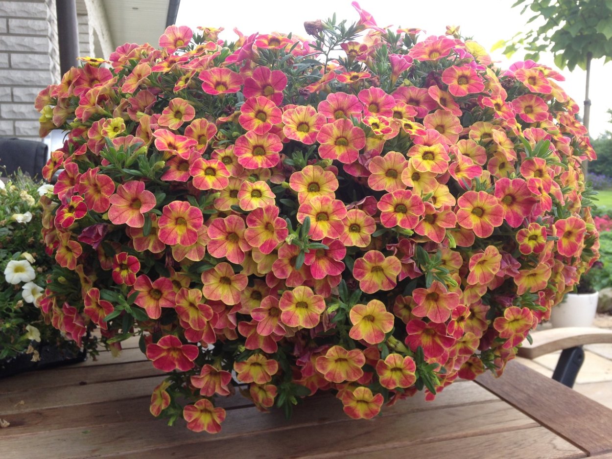 Колеус петуния алиссум