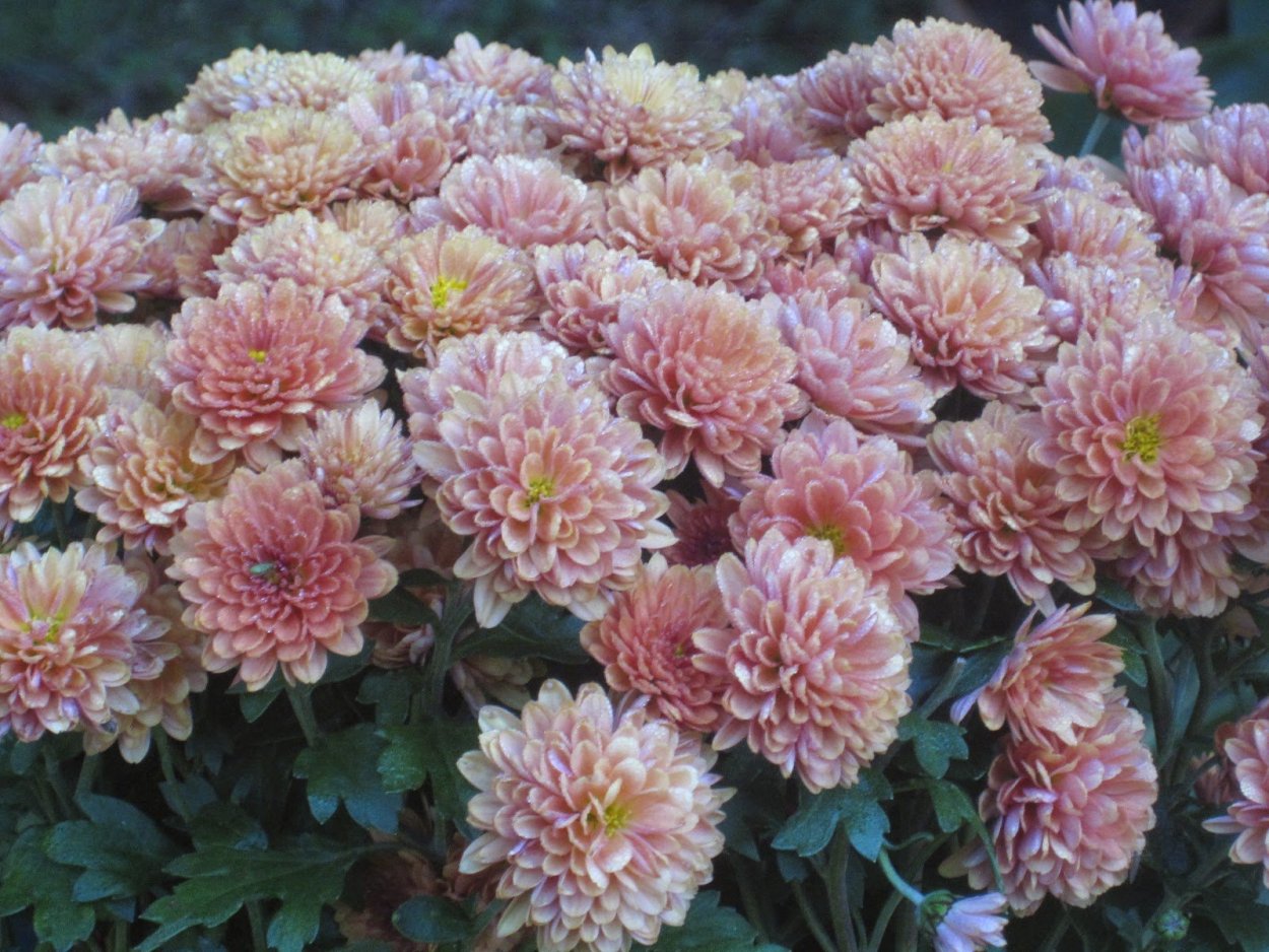 Хризантема корейская Энона желтая