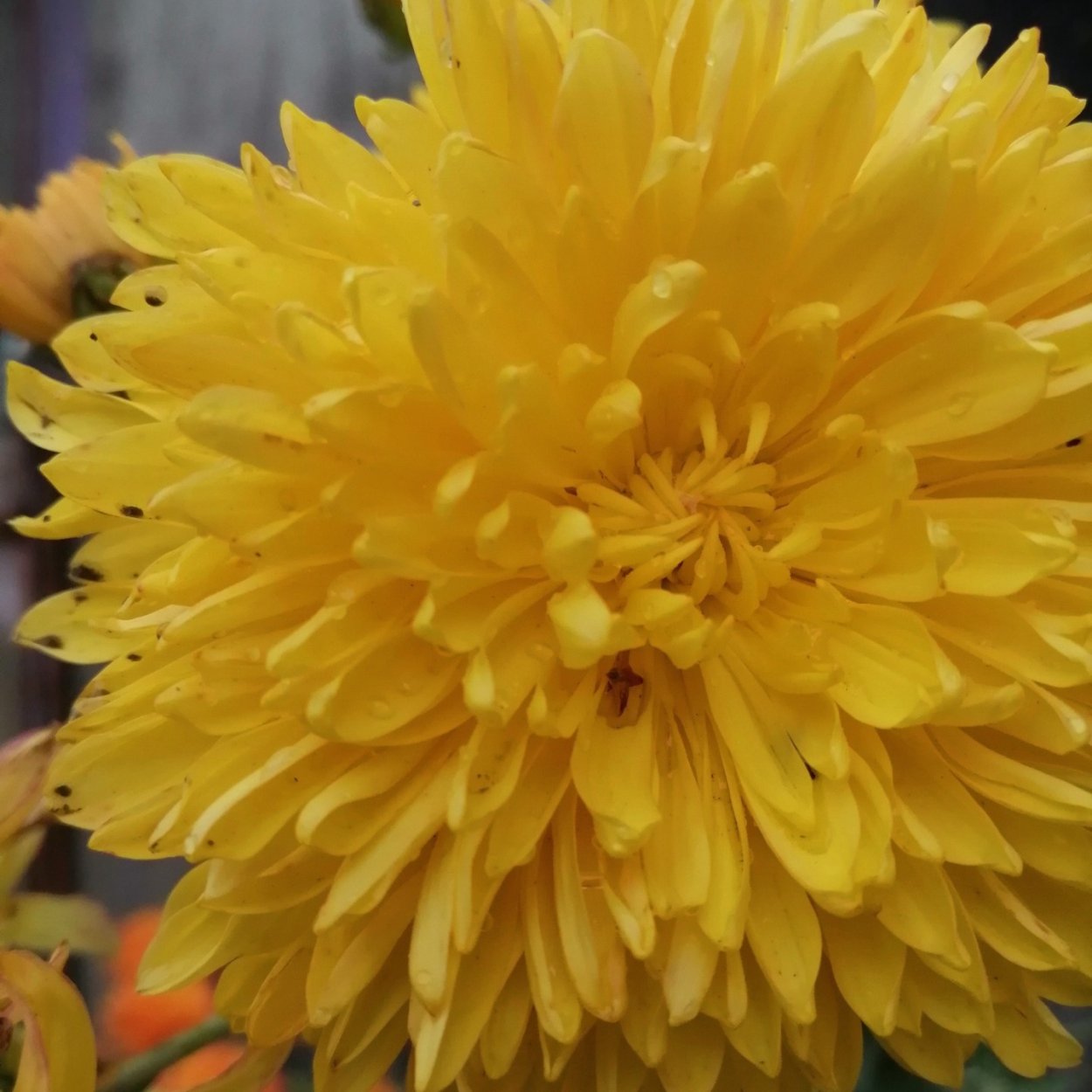 Хризантема мультифлора Линда Уайт