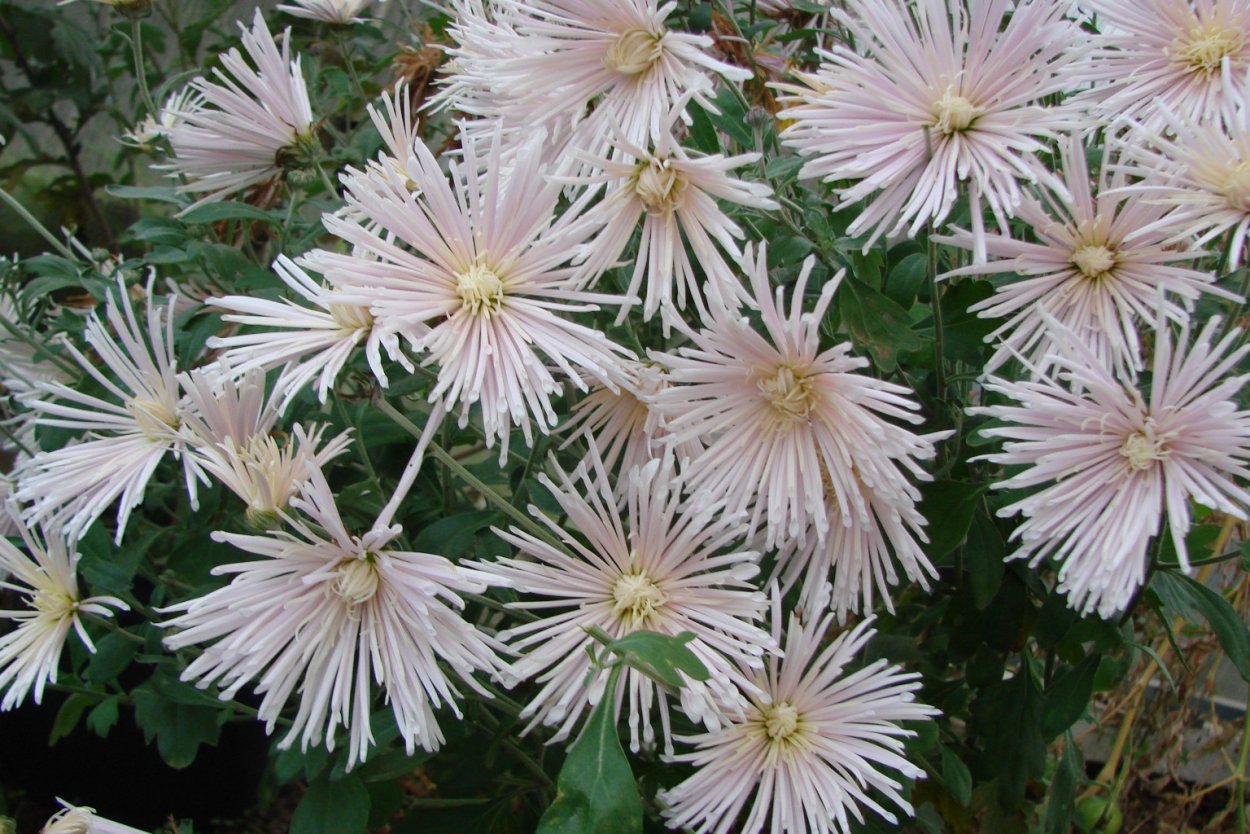 Хризантема корейская Гомпи Пинк