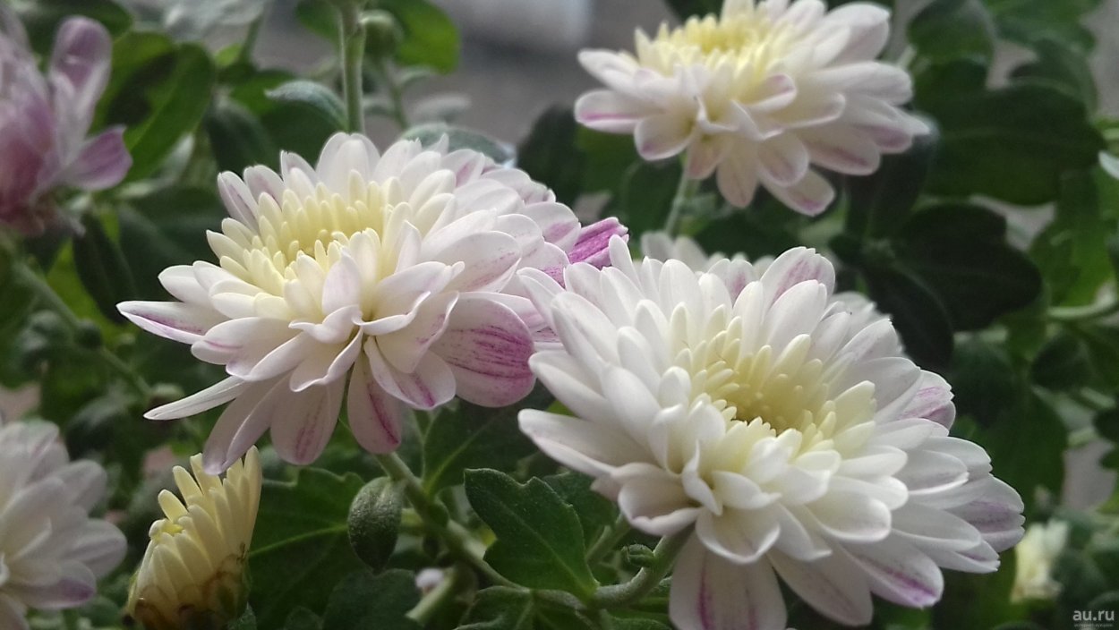 Хризантема корейская (Chrysanthemum koreanum