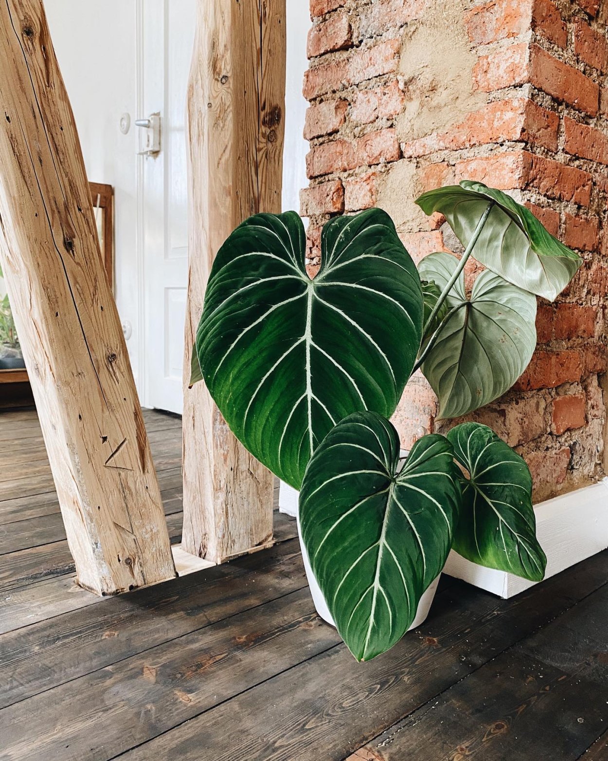 Огненная Лилия Глориоза роскошная