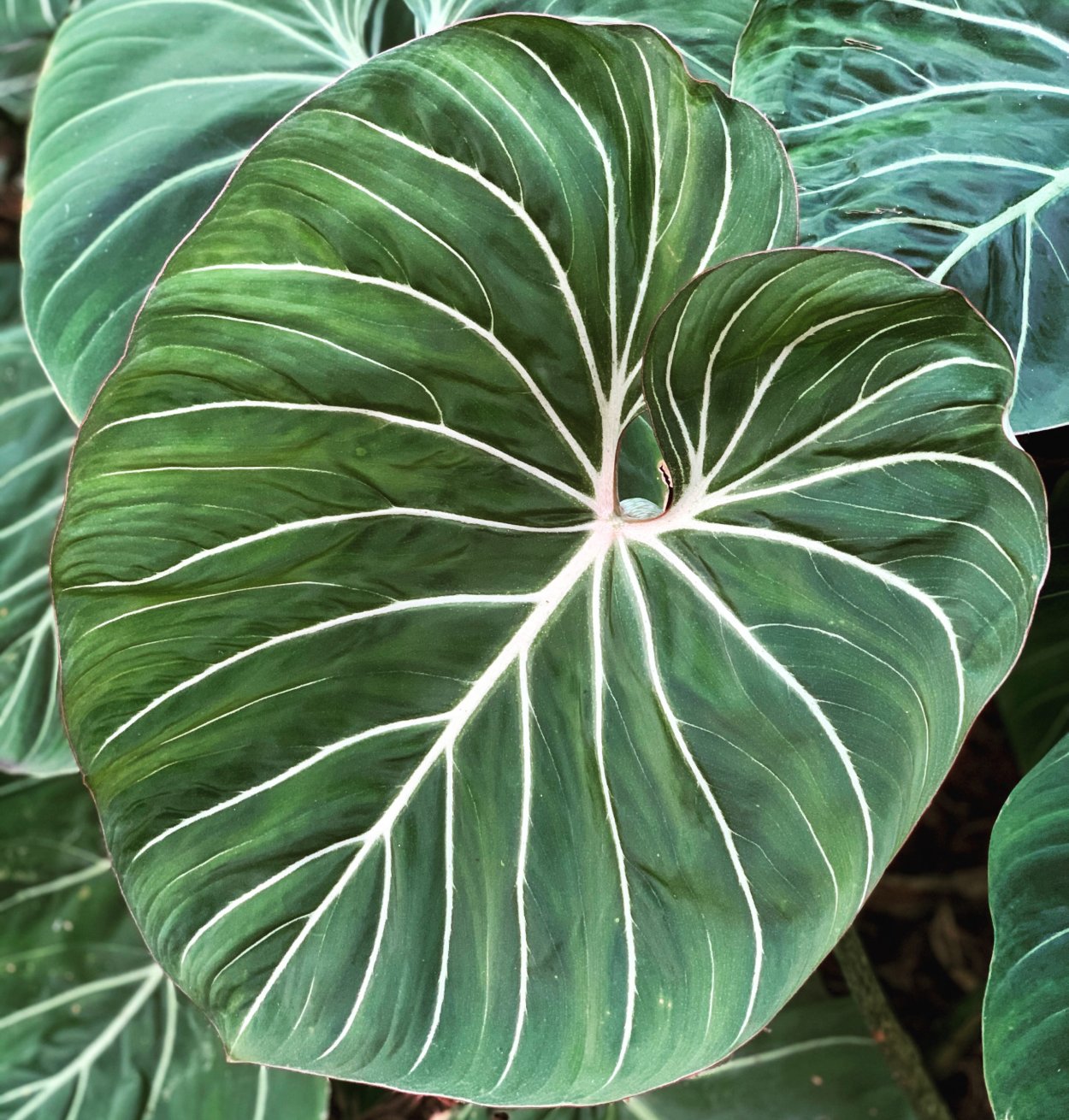 Филодендрон глориозум