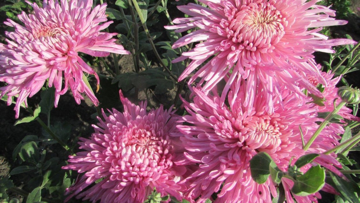 Хризантема корейская Линда Пурпл