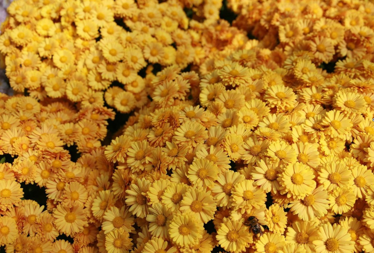 Хризантема корейская нежна Росса