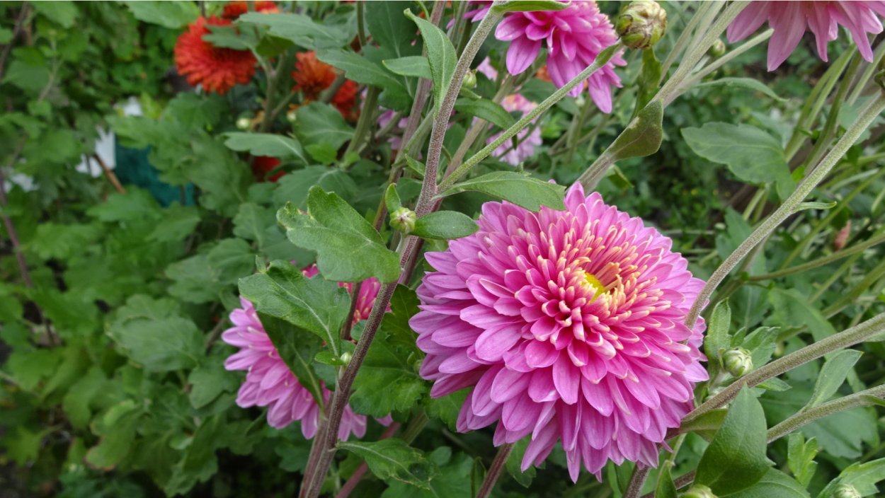 Корейская Хризантема Олина