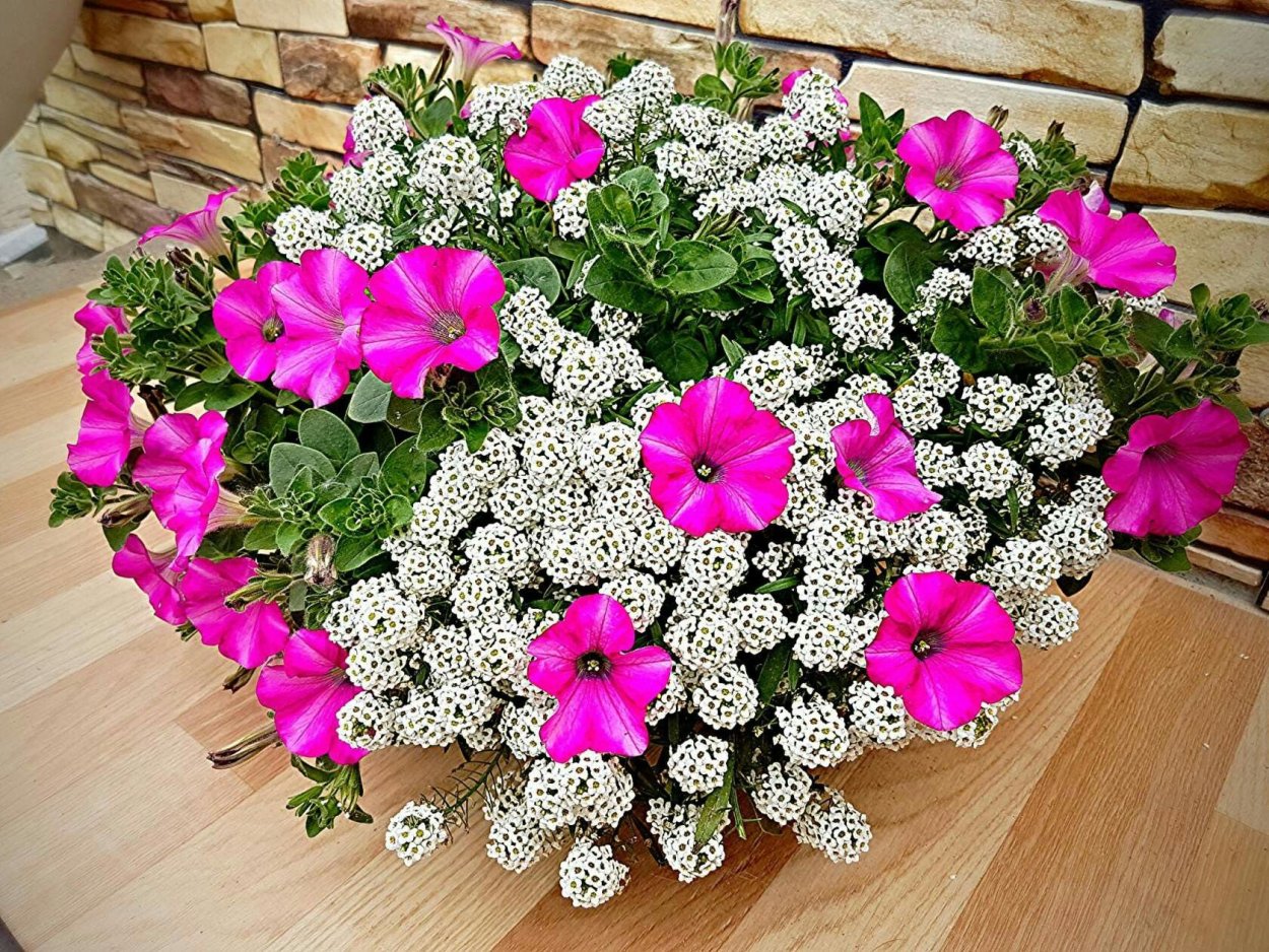 АС клематис Светлана Александровна