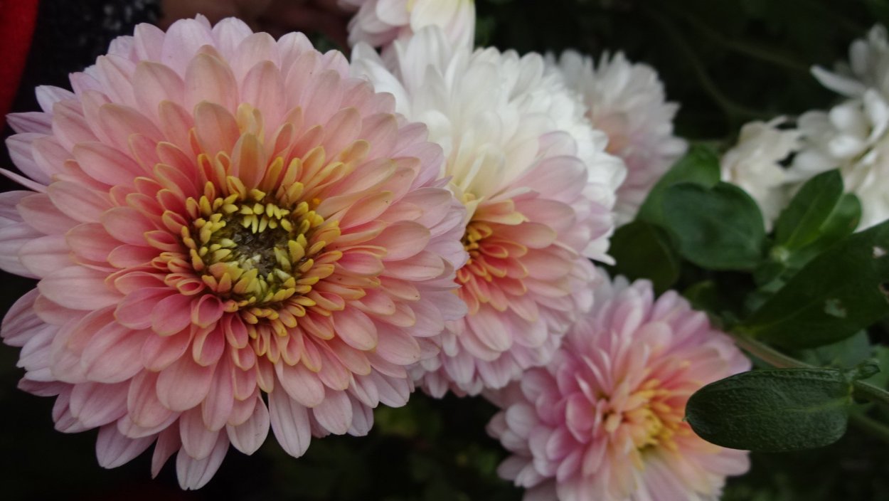 Хризантема мультифлора Джиджи Сноу